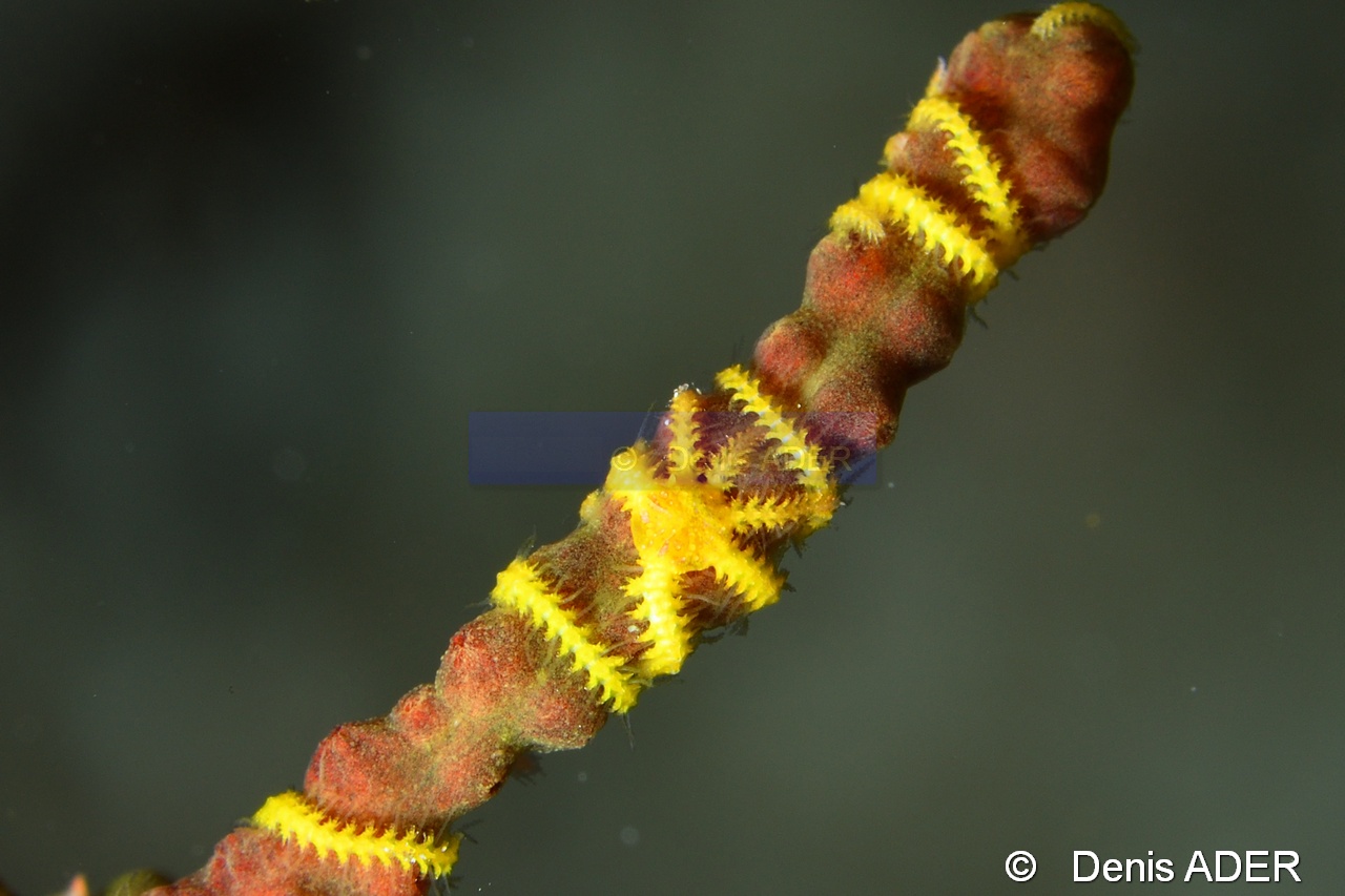 Ophiothela danae-Wangi Wangi Island-22m-20180601-Denis-ADER-DSC_3035_tn.jpg